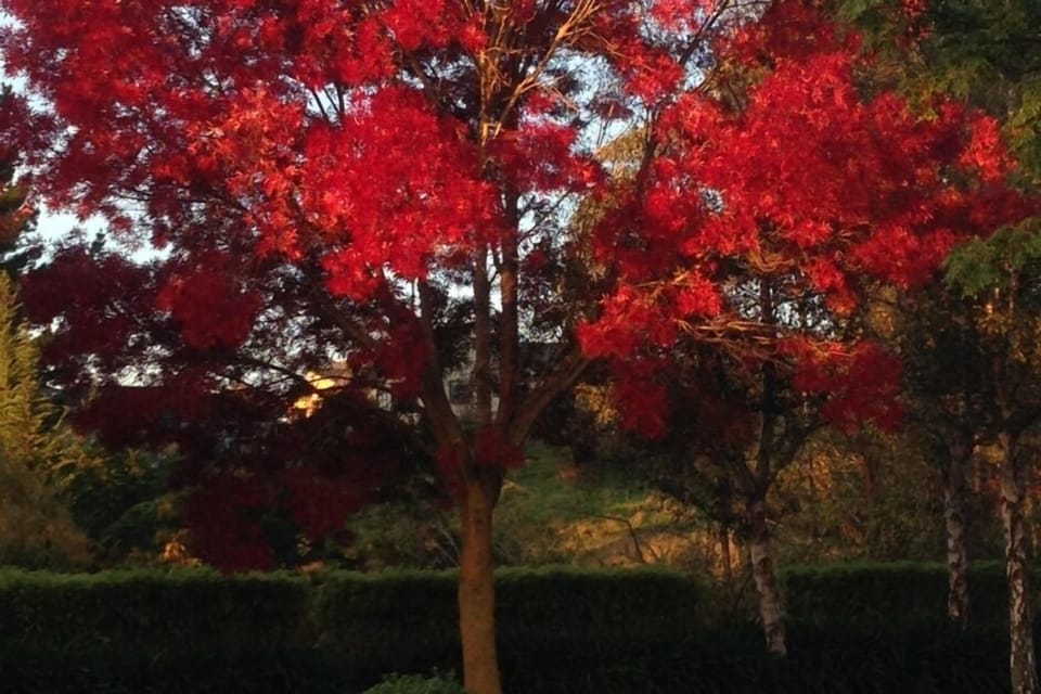 Autumn colours surround the property