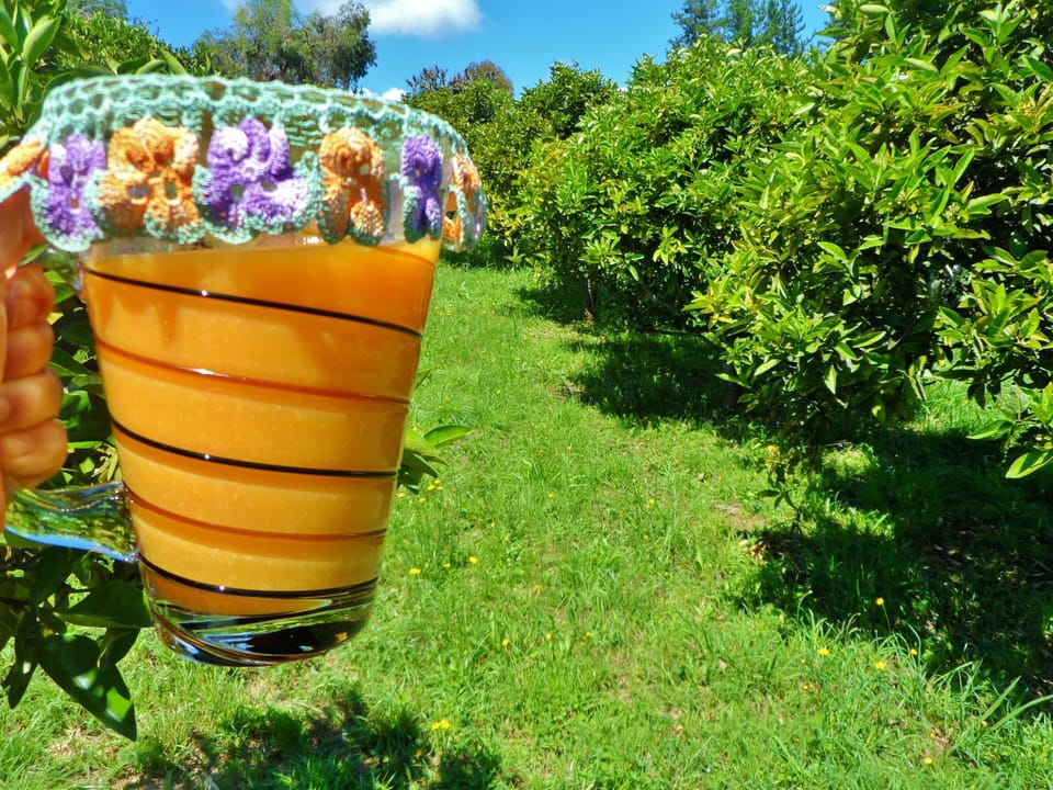 Large citrus orchard.