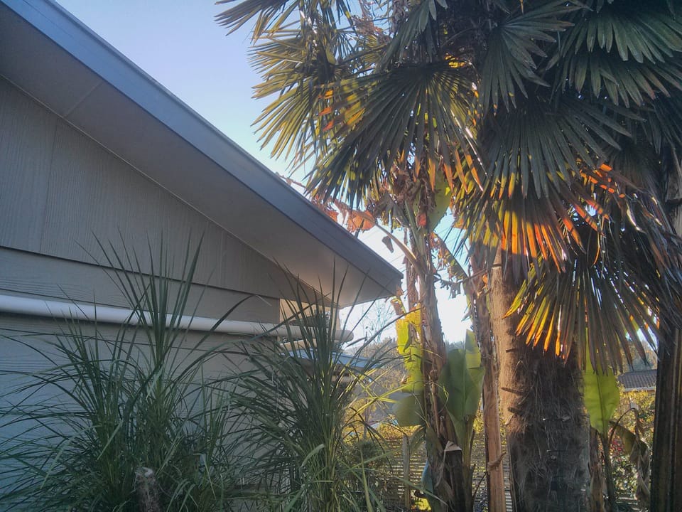 The setting sun catches the palm fronds and banana leaves.
