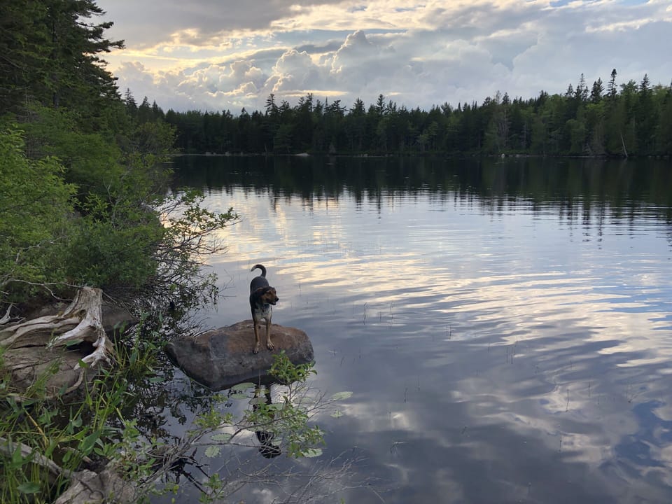 A very happy dog (photo courtesy a guest in summer 2020). 