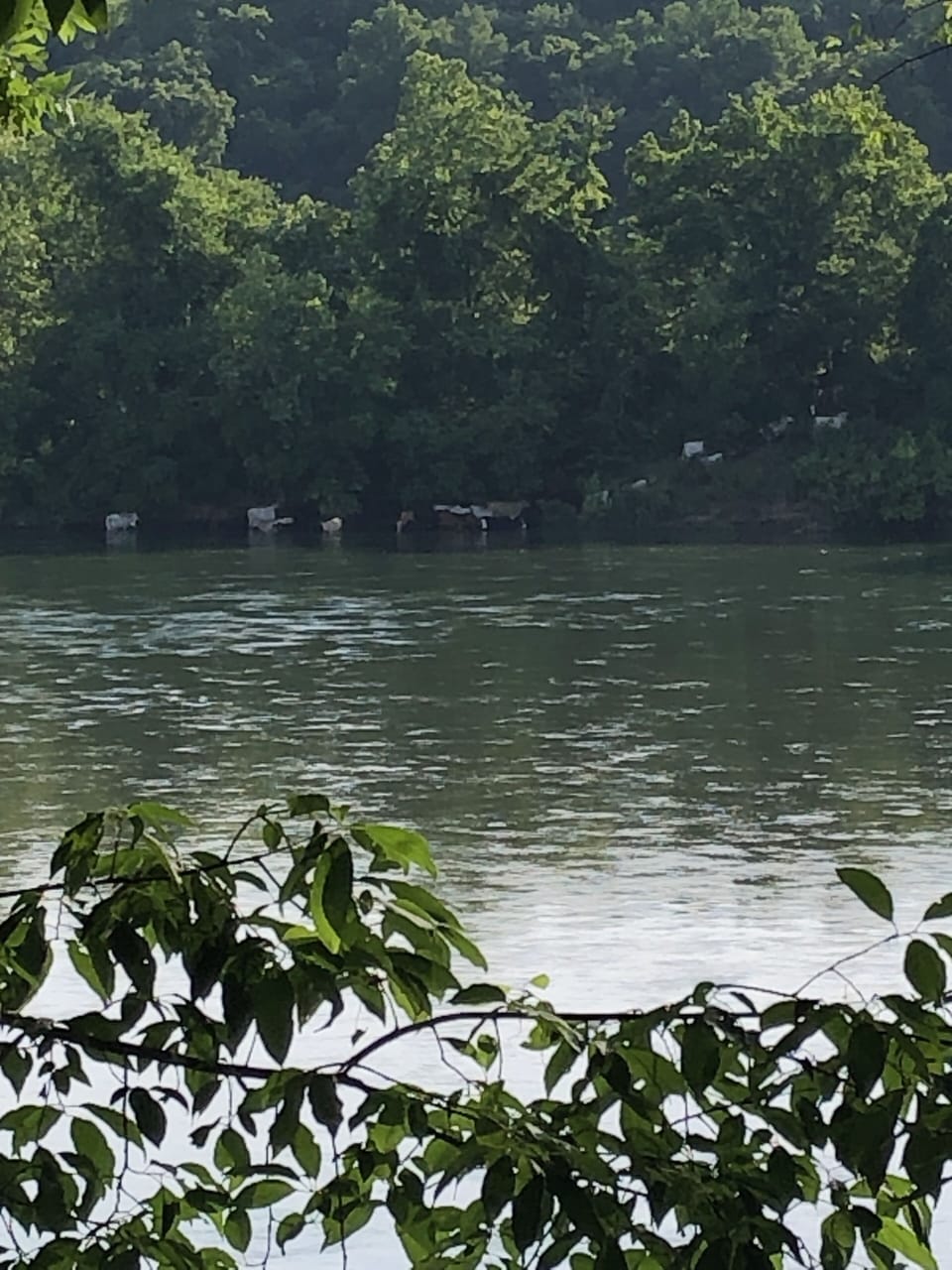 Late afternoon the cows across the river come down for water and to cool off. 