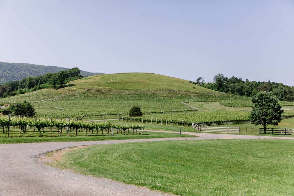 Vineyard