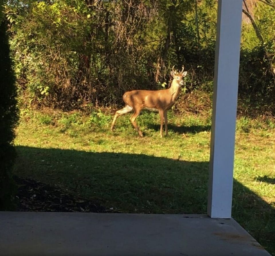 Look who is trespassing!