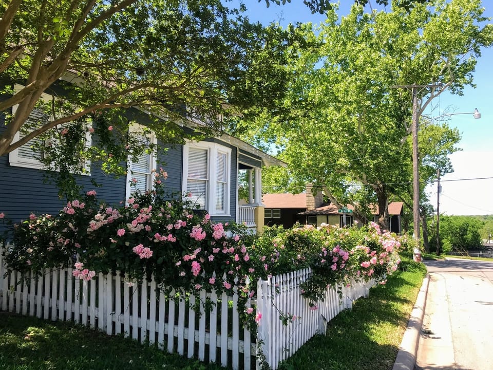 Spring time roses in bloom.