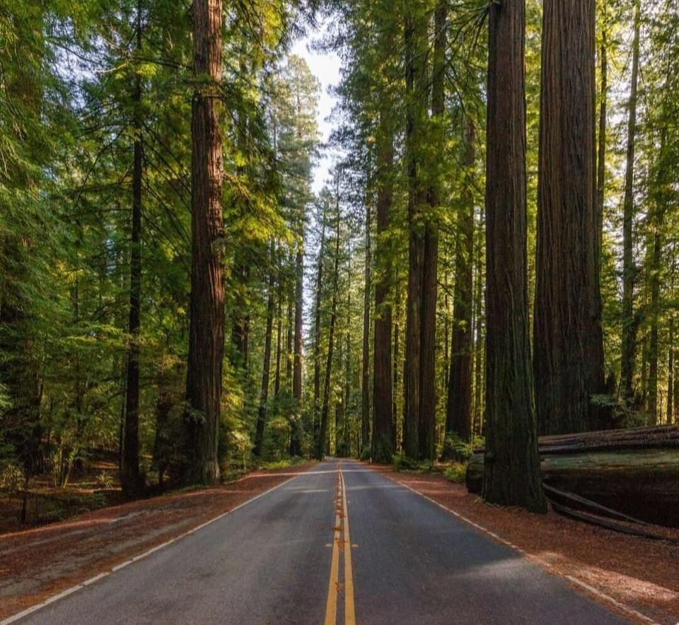 Avenue of the Giants 