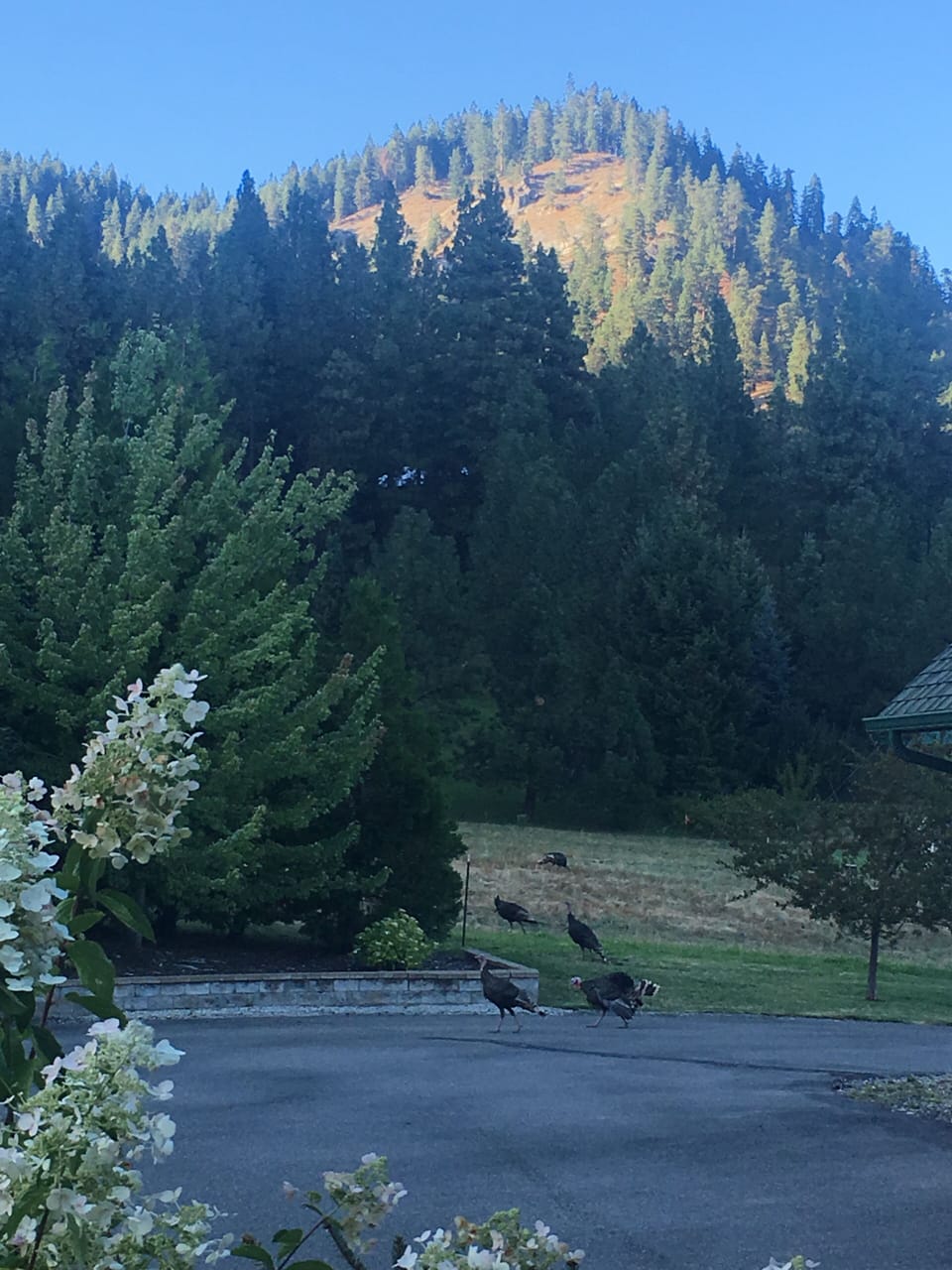 Wild turkeys
