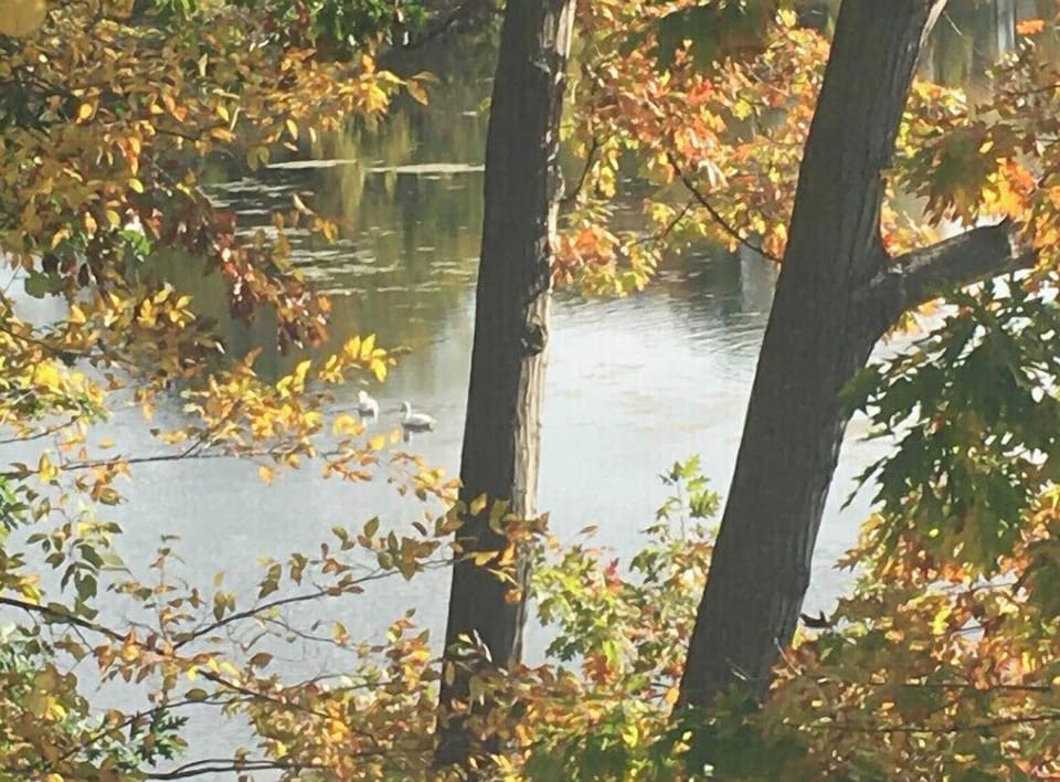 View outside the cottage. 
