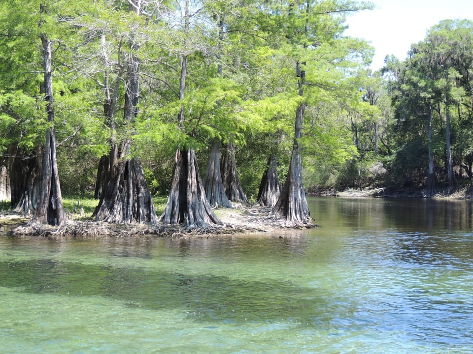 Santa Fe / Ichetucknee conflunence Ichetucknee River