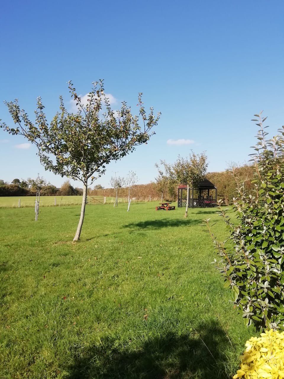 Orchard with Gazebo