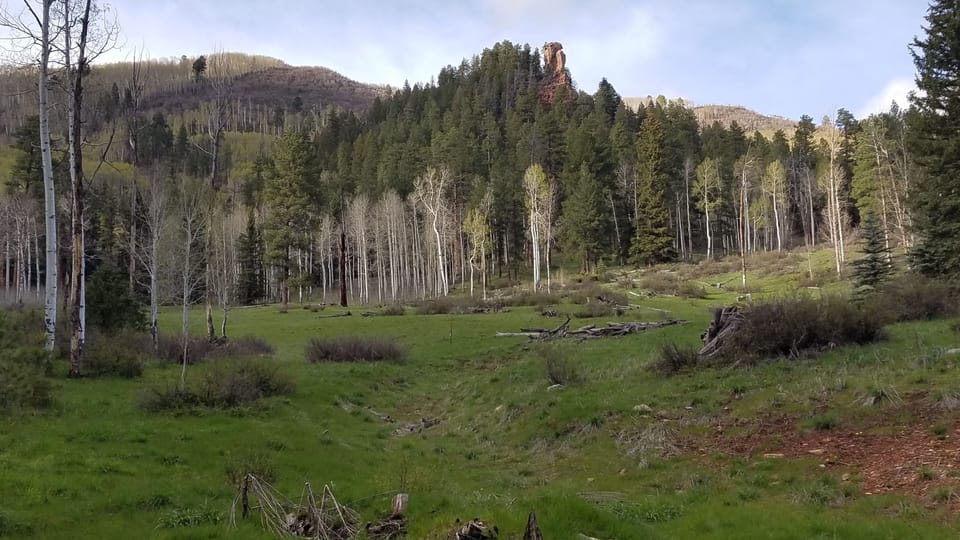 national forest behind the cabin