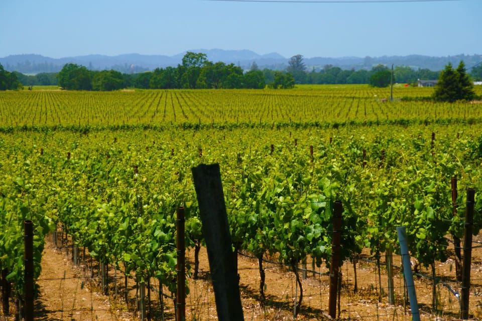 Overlooking Bellflower Vineyard to the West of the Property