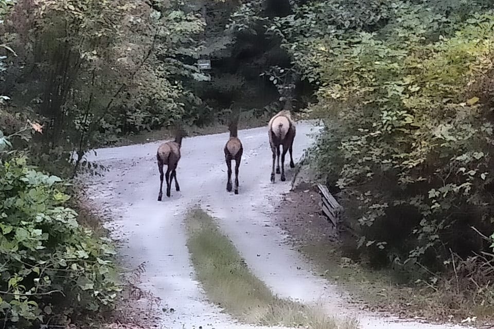 Elk Twins!