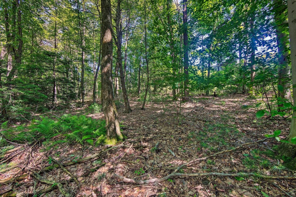 Forest Views
