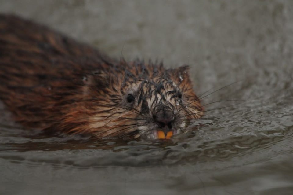 Beavers frequent our area.