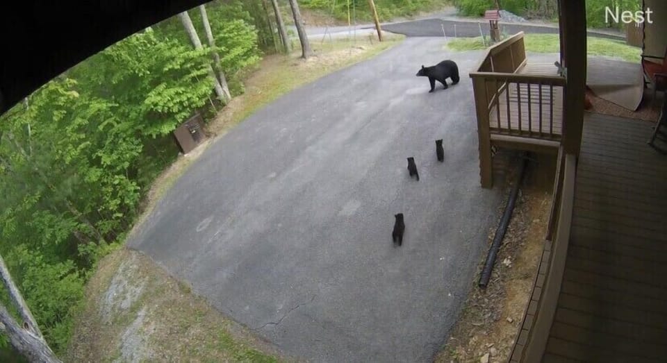 Enjoy some bear watching from the deck! 