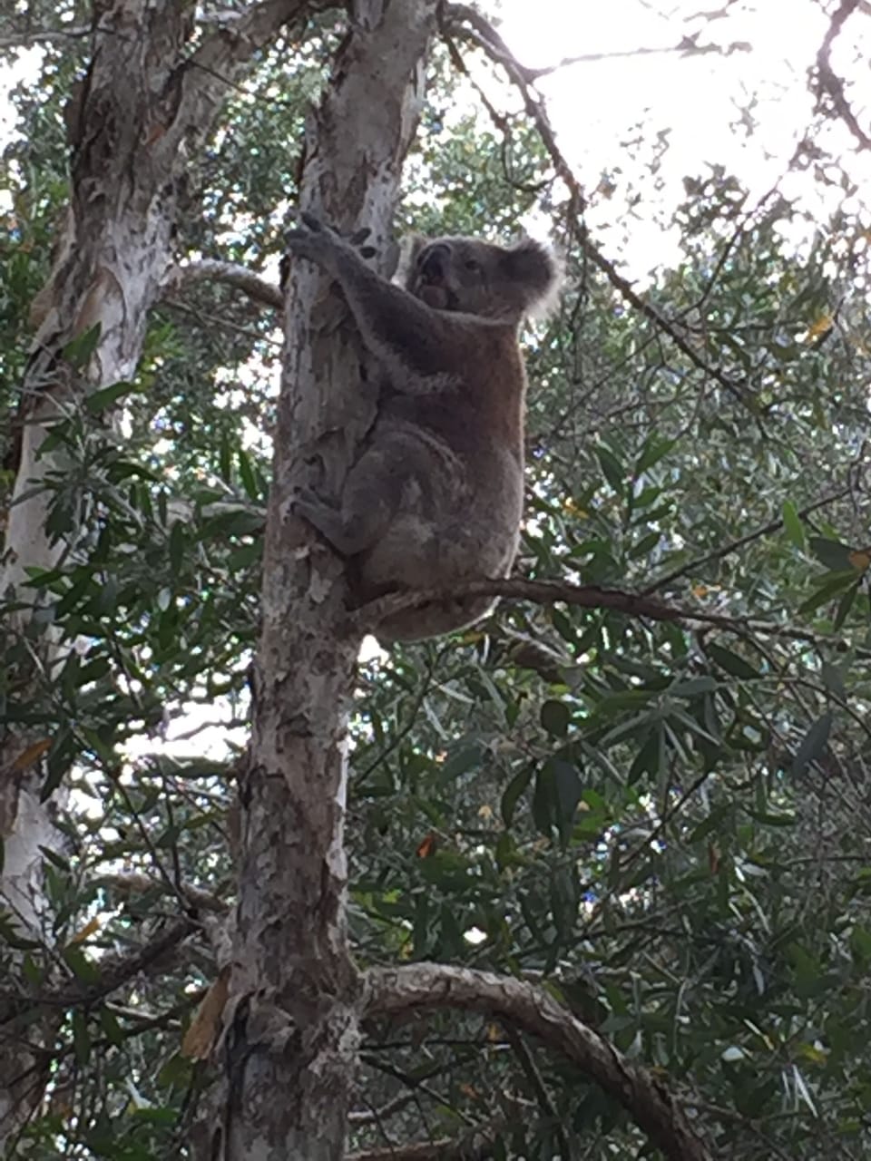 Local Wildlife 