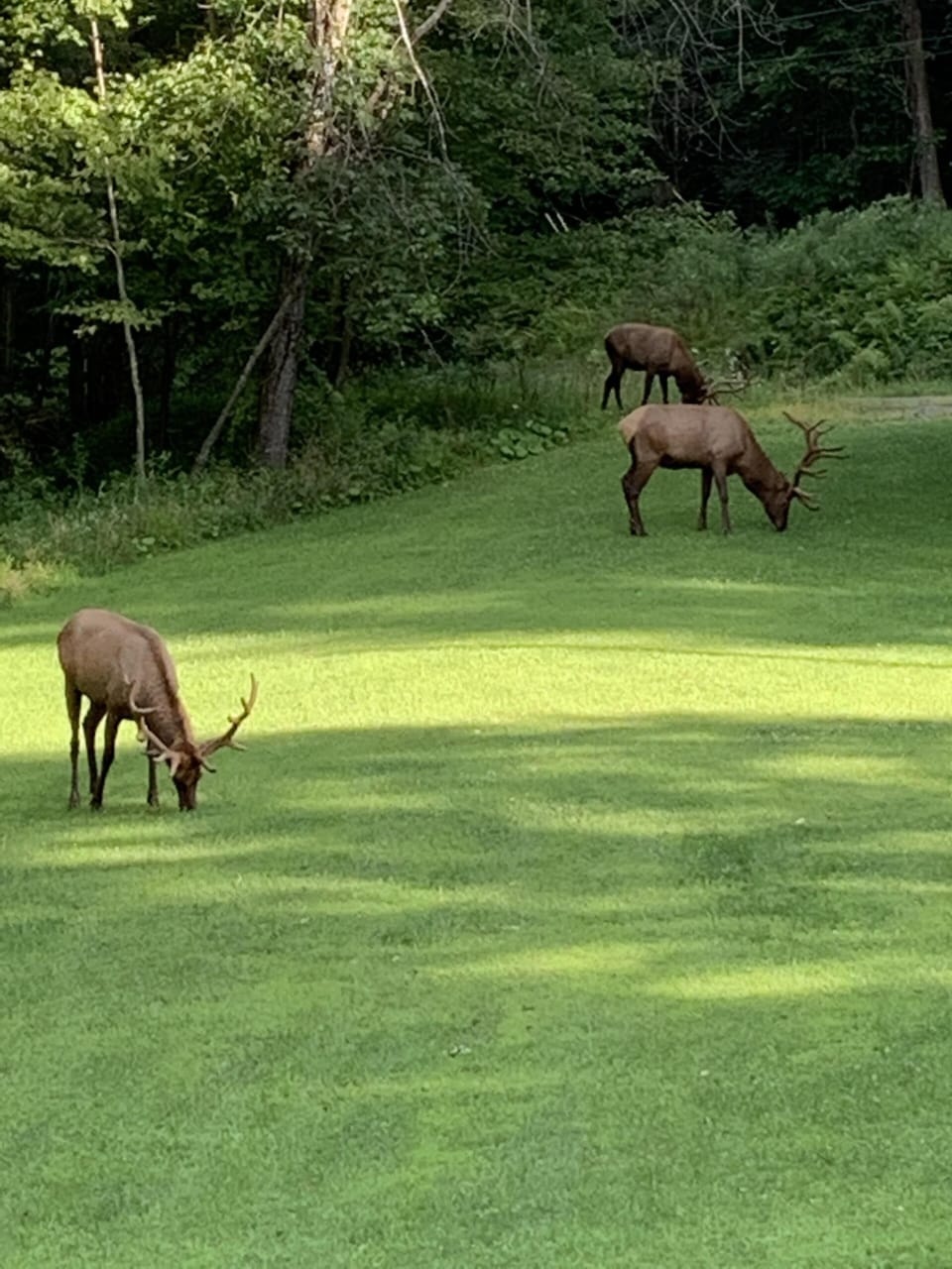As you can see we named it Bull Hollow Lodge for a reason