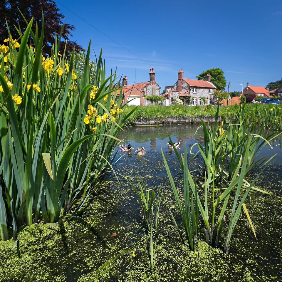 ducks on the common