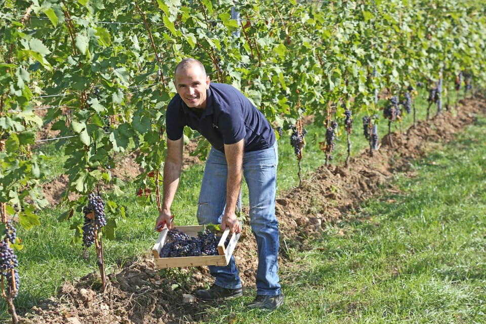 Vineyard
