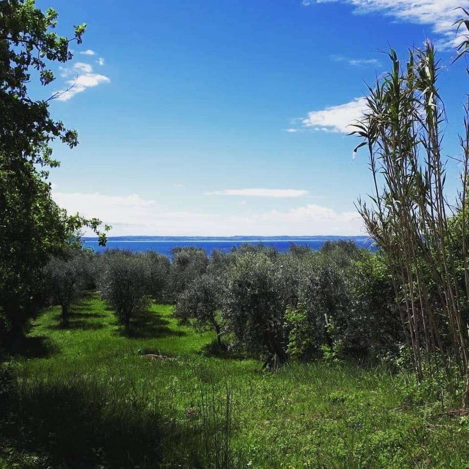 Land view from property