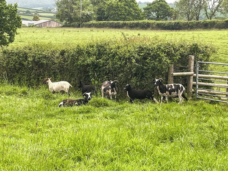 Surrounding area | Cider Cottage - Well Farm Holiday Cottages, Holsworthy, near Launceston
