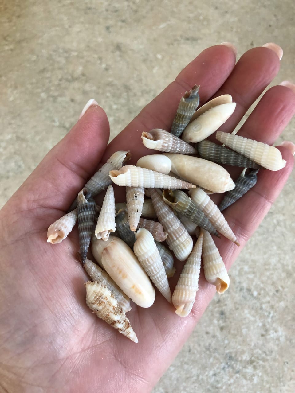 Shells, shells, and more shells!