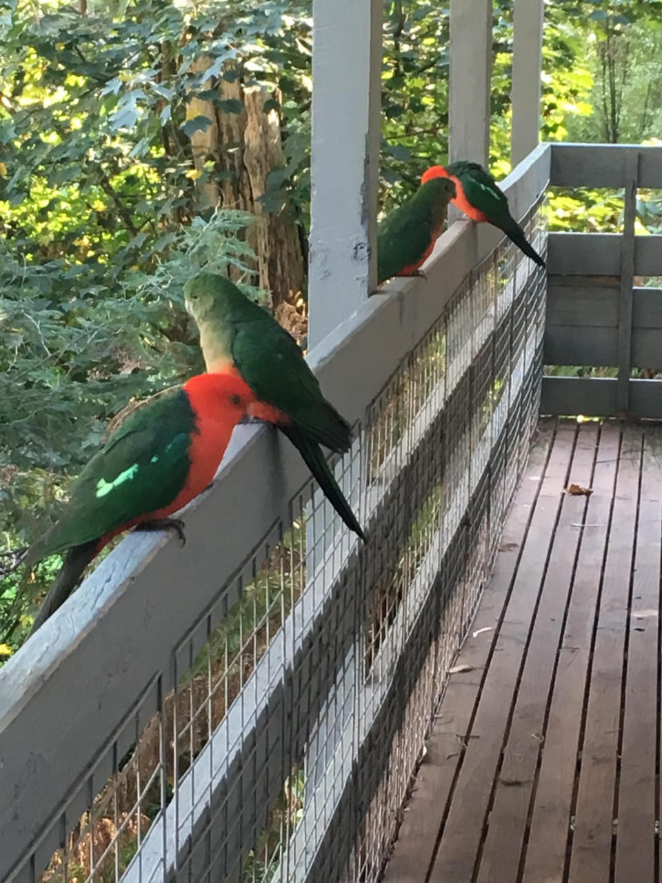 The balcony 