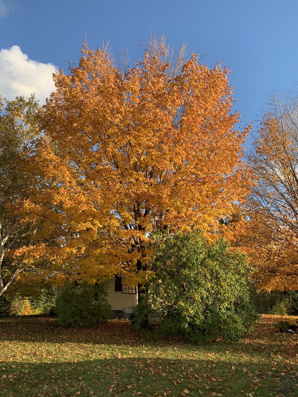 Tree color around the farm.