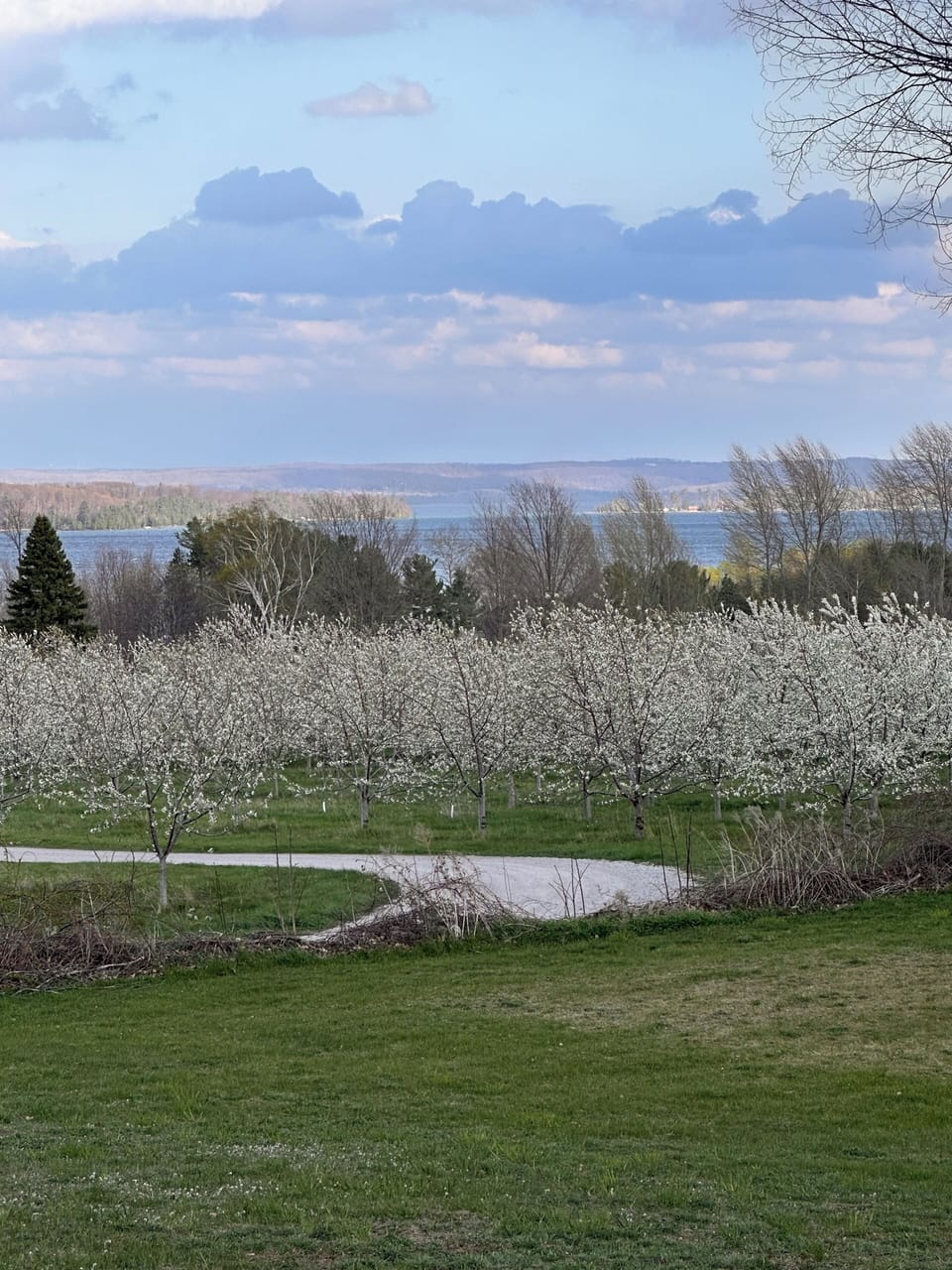 Overlooking cherry blossoms behind the Cottage.