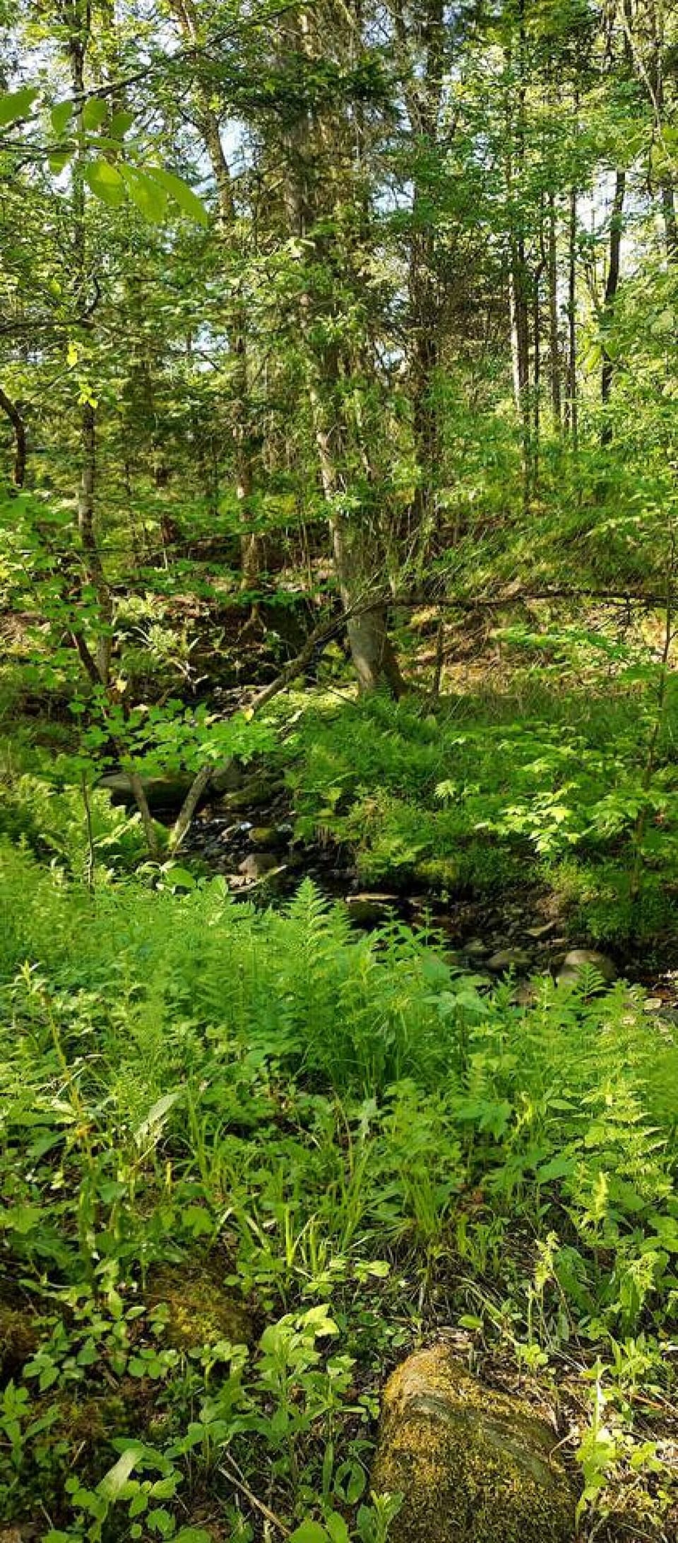 Nature`s wonder