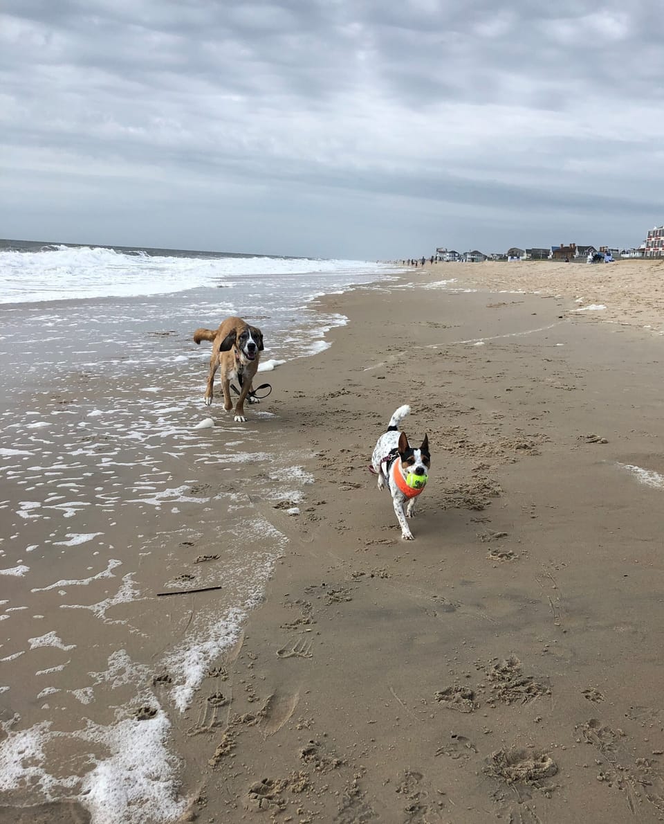 Pet friendly Dewey Beach