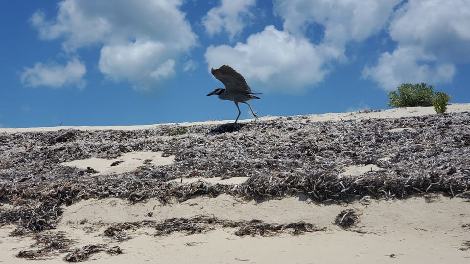 View of bird at nature reserve within walking distance of resort