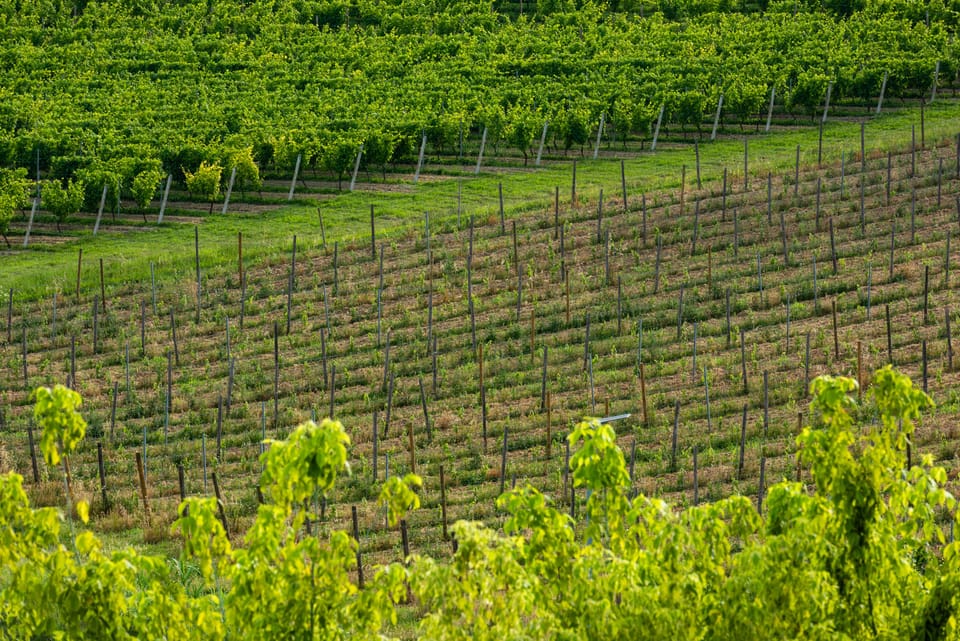 Vineyard