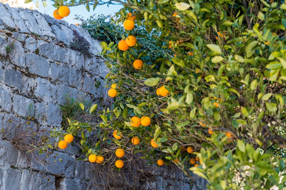 Villa (Four Bedroom House with Terrace) | Exterior