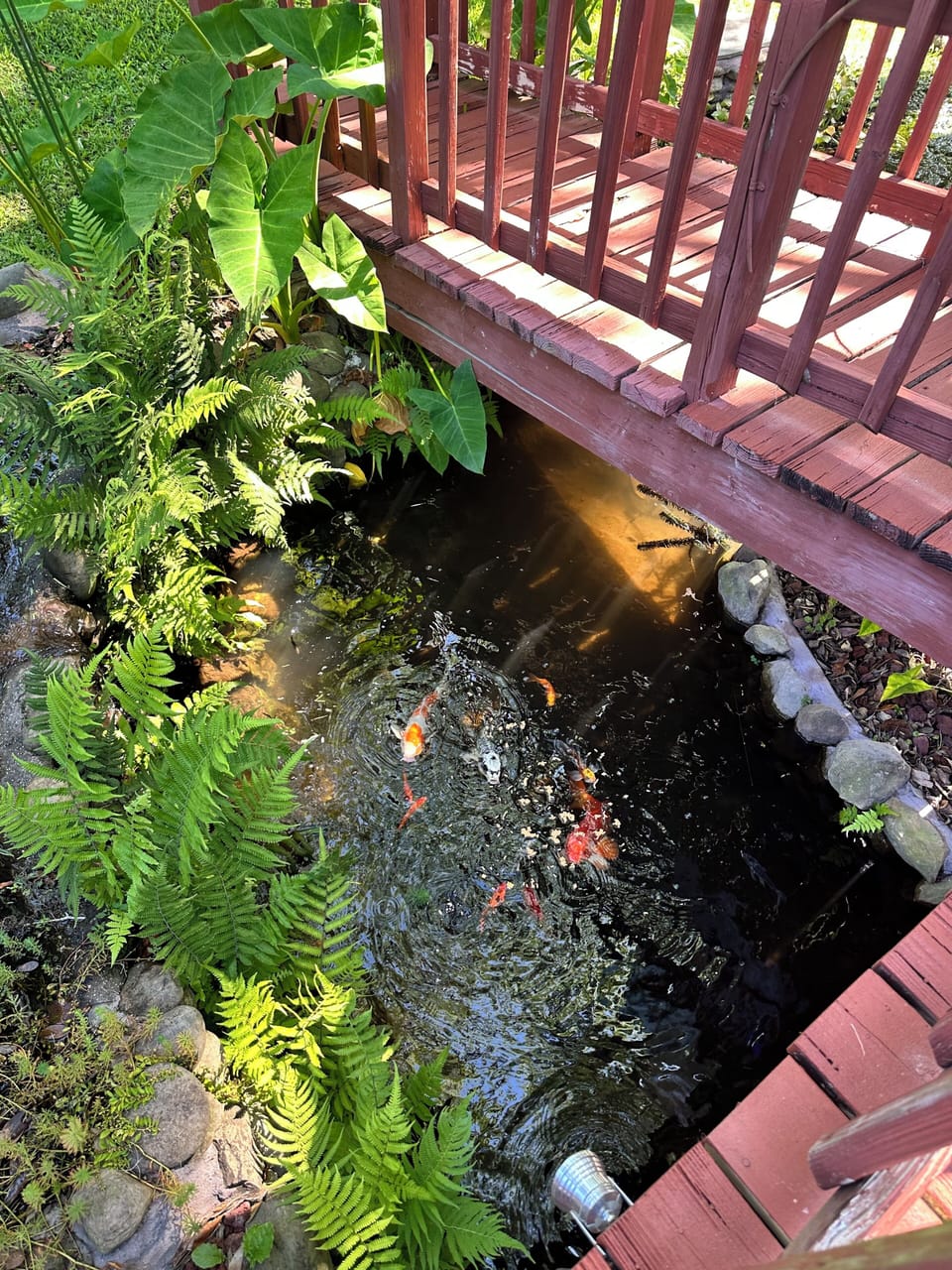 Koi Pond
