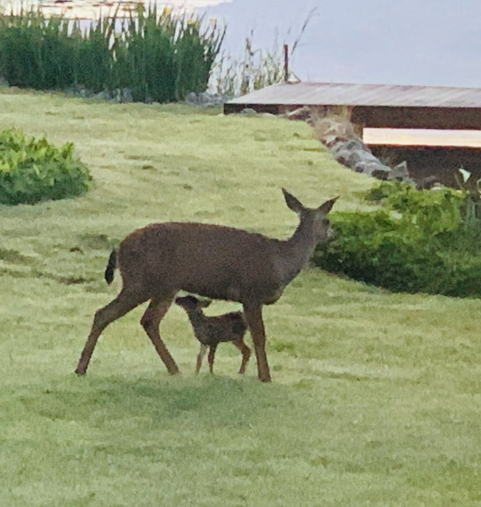 Doe and her fawn visiting
