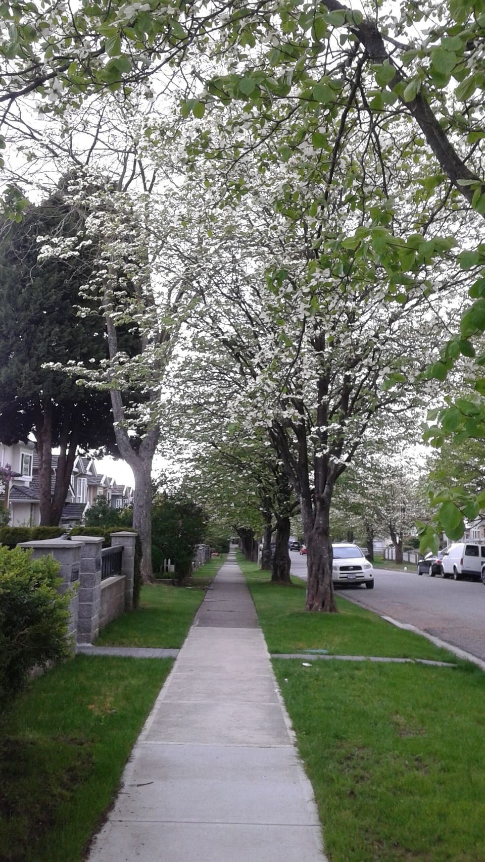 Our beautiful, quiet street