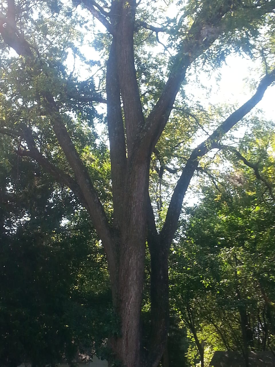 One of many black walnut trees