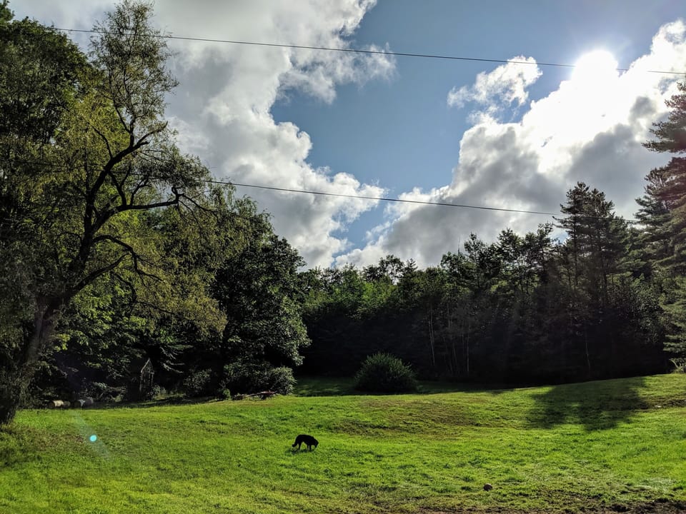 The Yard!
3 Acres with trails!
Blueberries, blackberries and rasberries