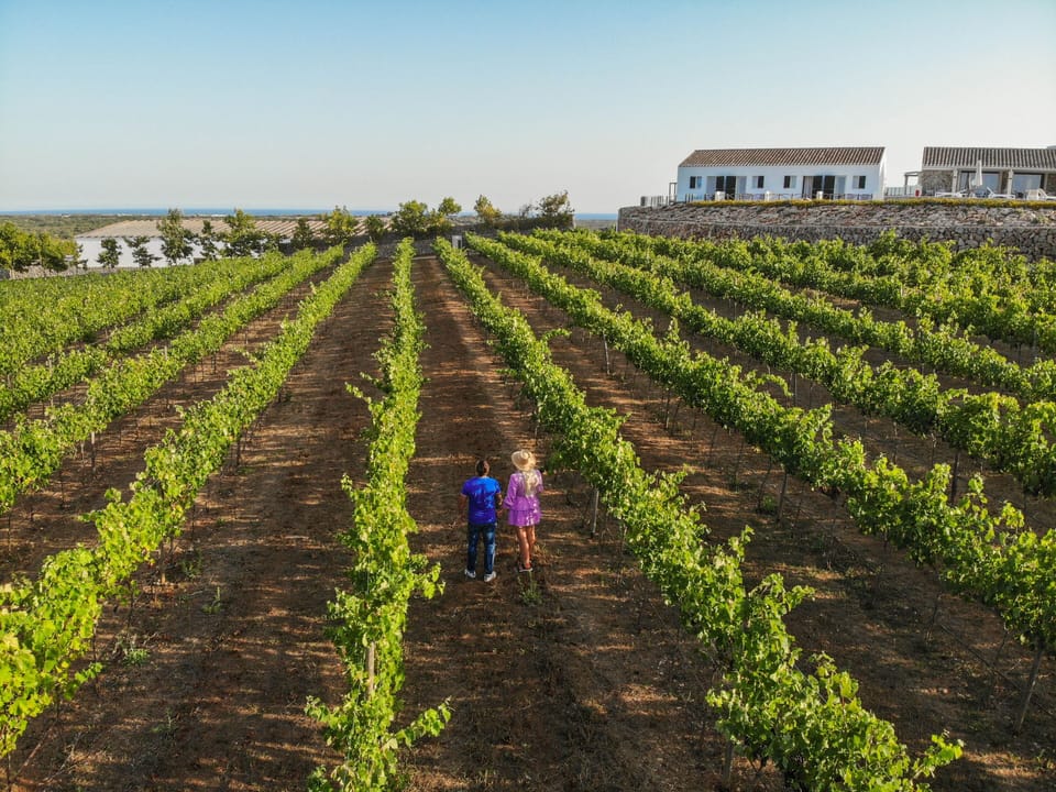 Vineyard