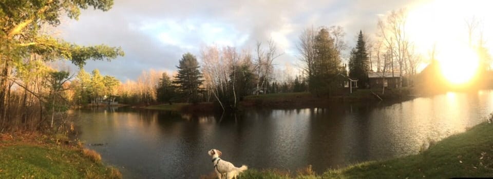 Panoramic of the backyard, one of our family dogs photobombed!