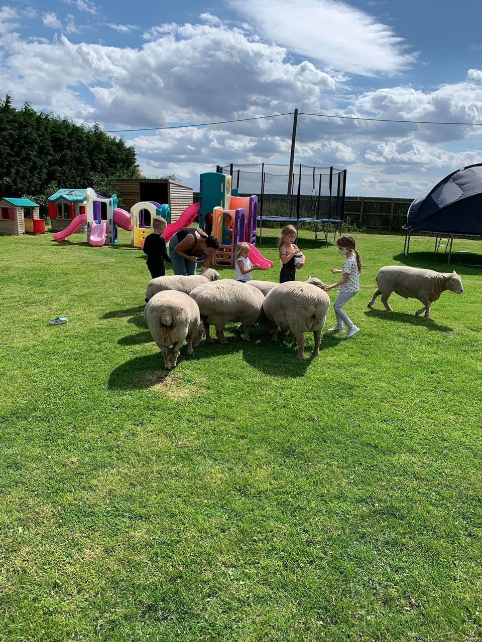 Children's play area, free range friendly sheep
