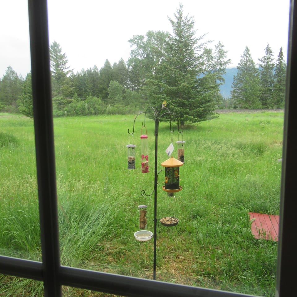 View from the kitchen window.