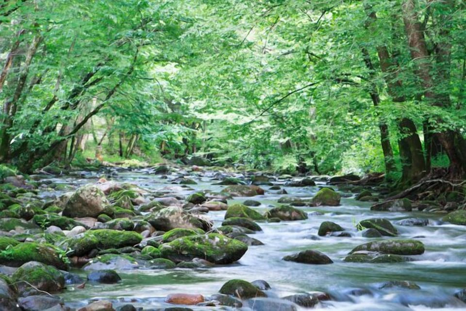 Creek view