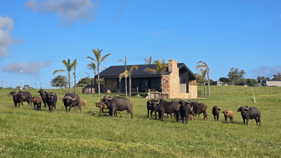 Safari Villa 9 (4 Adults, 4 Kids sleeper) | Terrace/patio