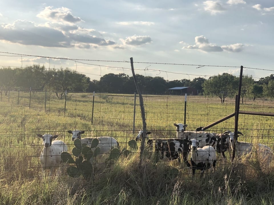 The spotted sheep, of Spotted Sheep Farms. 
