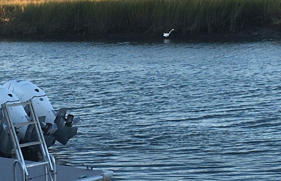 Egret ‘fishing’ At the grassy sound
