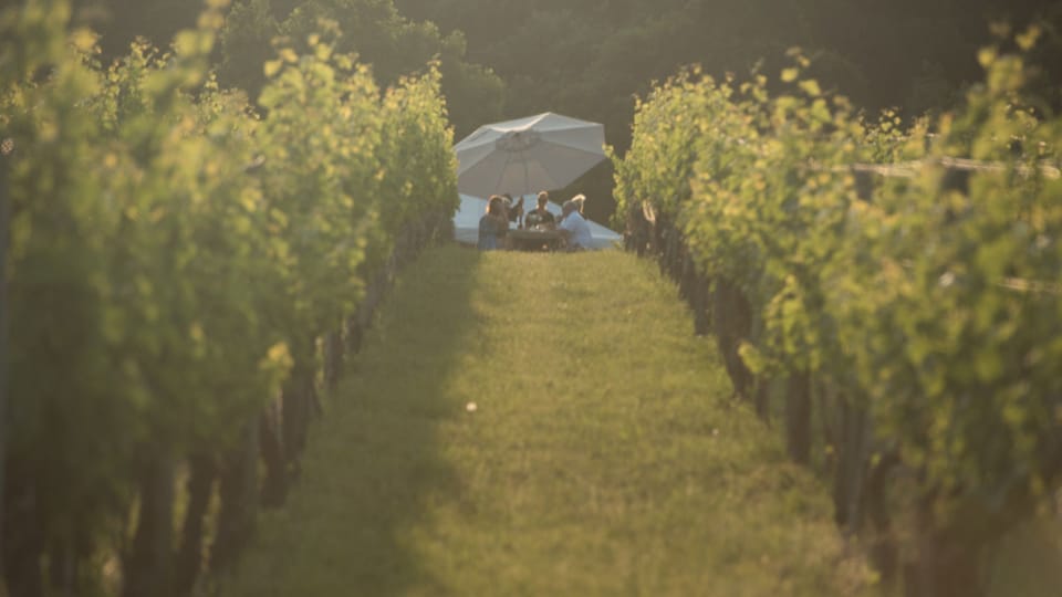 Vineyard