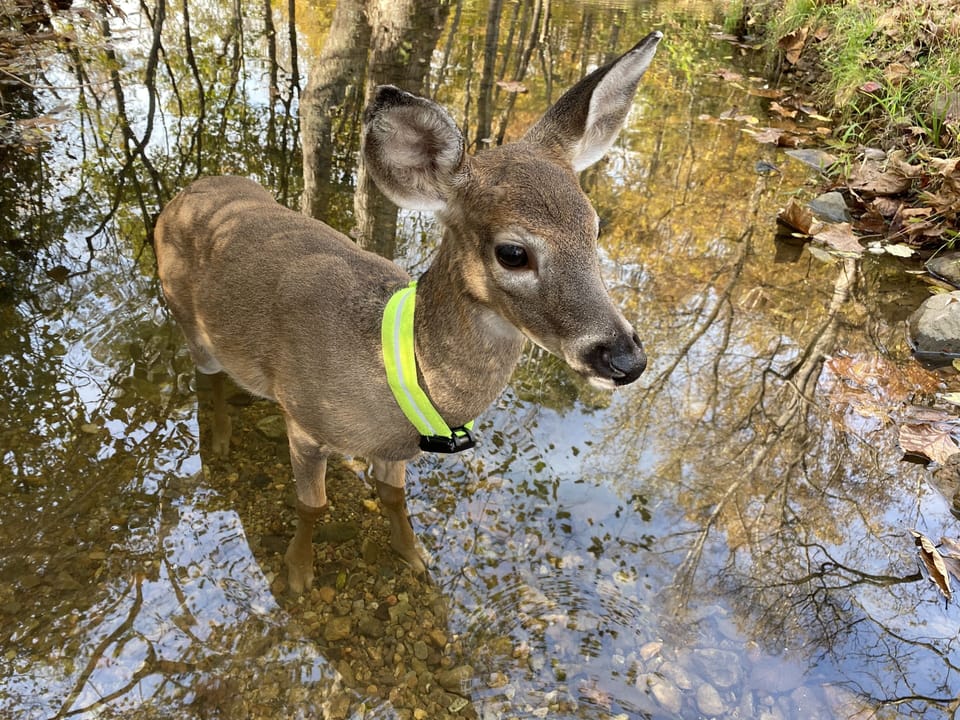 Buckaroo, our pet fawn, discovers the cool streams on Unicorn Hollow
