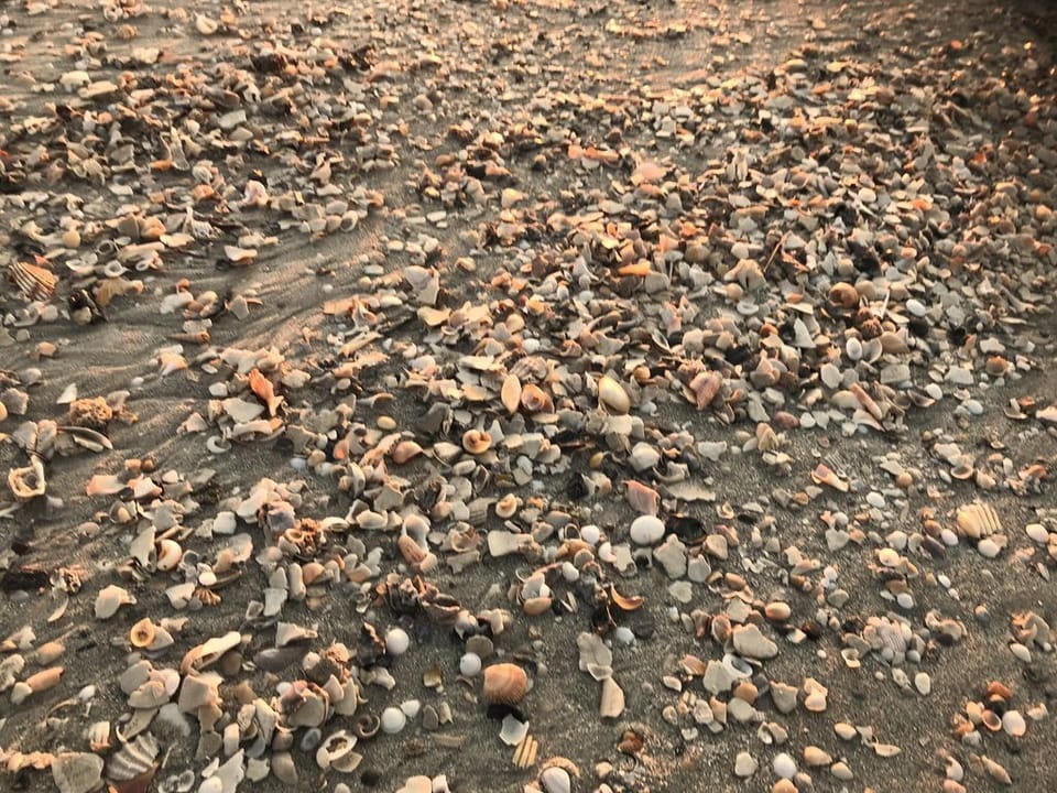 You can go shelling right along the beach.